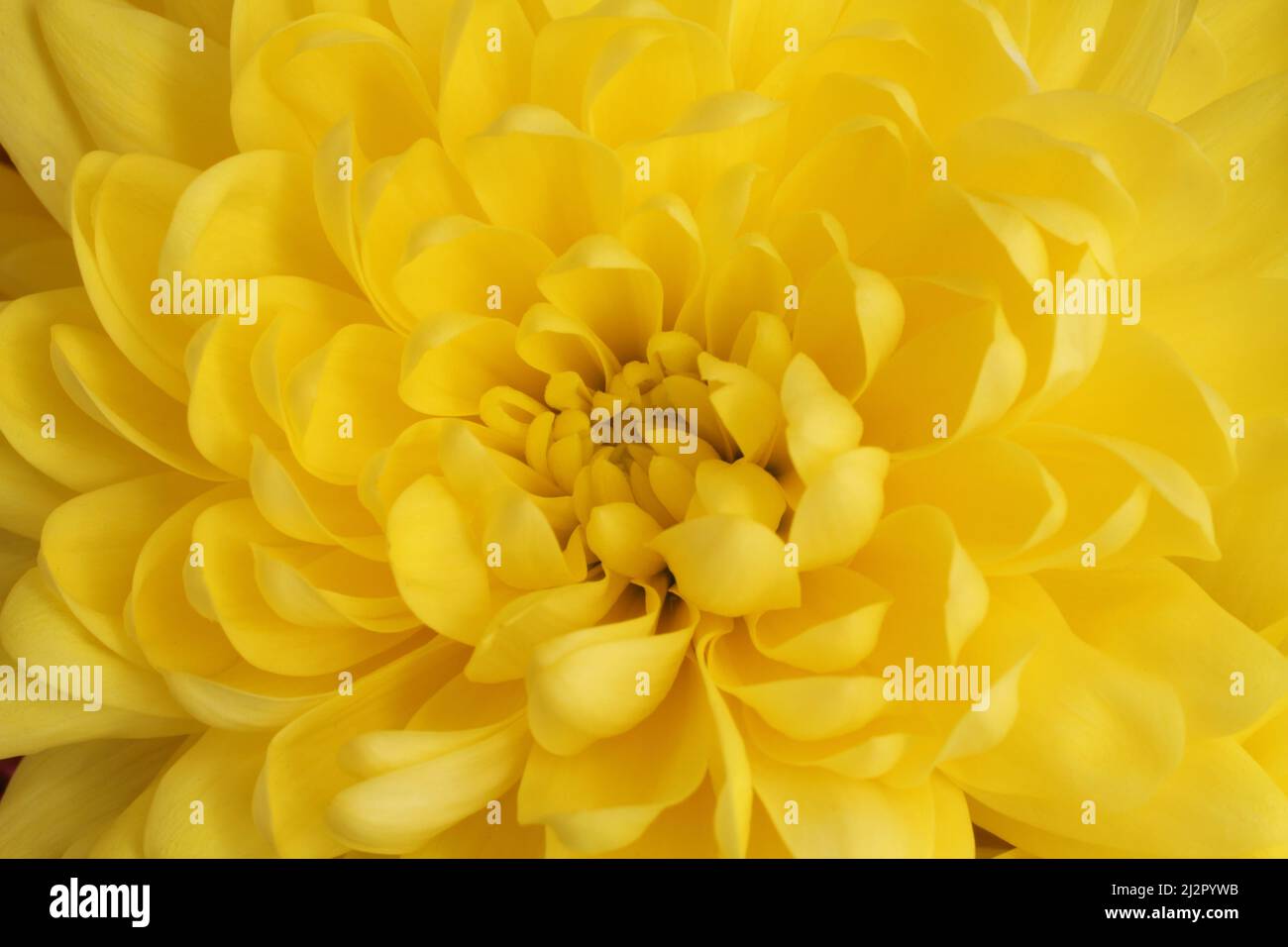 Kern der großen gelben Chrysantheme Blume. Nahaufnahme. Makro Stockfoto