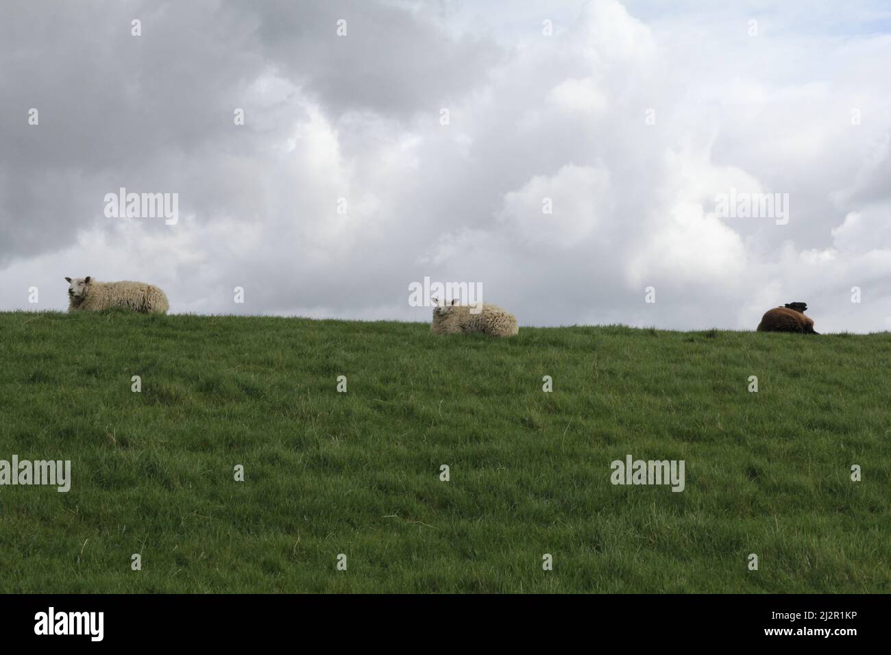 Wo weiße und schwarze Schafe auf einem grünen Damm an der niederländischen Küste liegen, im Frühling mit großen weißen Wolken im Rücken Stockfoto