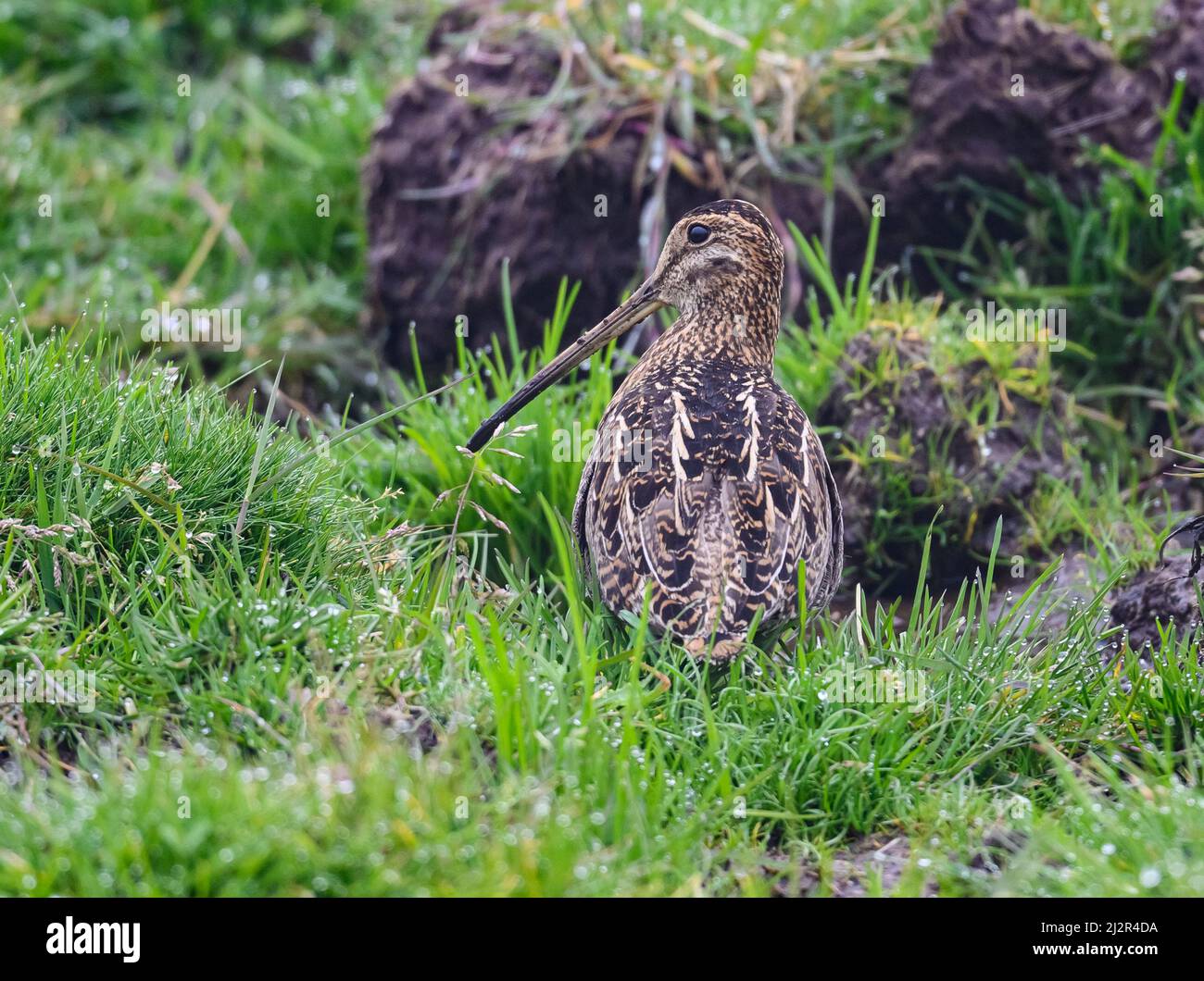 Eine edle Schnecke (Gallinago nobilis), die im grünen Gras steht. Kolumbien, Südamerika. Stockfoto