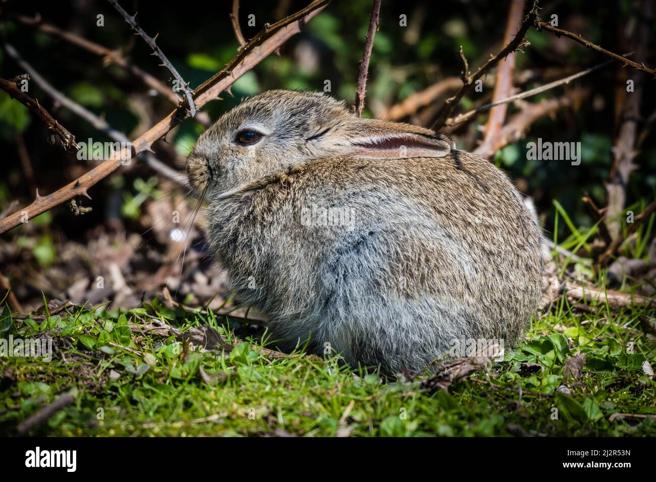 Junge Kaninchen Stockfoto