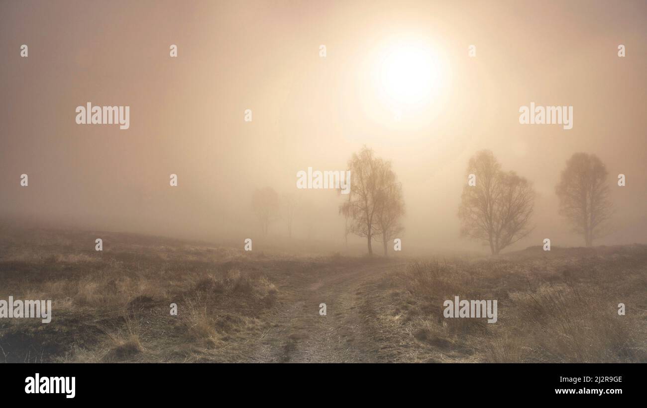 Neblige Morgendämmerung auf der Heide des Cannock Chase Country Park AONB (Gebiet von außergewöhnlicher natürlicher Schönheit) in Staffordshire England Stockfoto