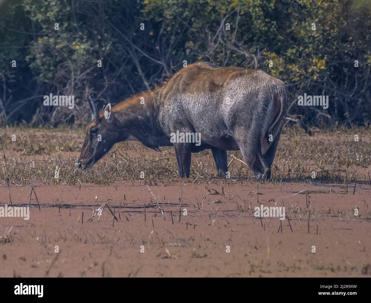 Männchen Nilgai oder Bluebuck oder blaue Kuh im Keoladeo ghana Park Stockfoto