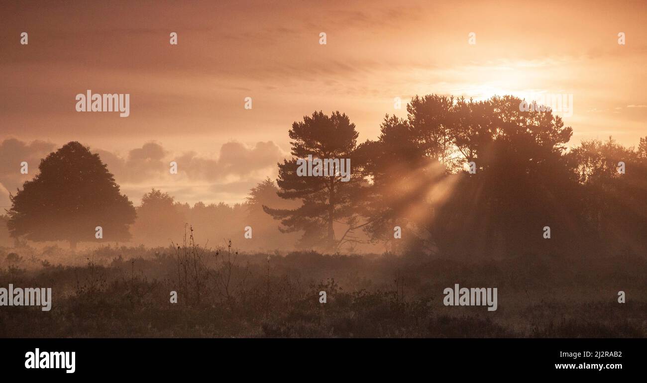 Sonnenaufgang im Brindley Heath Valley im Spätsommer September im Cannock Chase Country Park AONB (Gebiet von außergewöhnlicher natürlicher Schönheit) in Staffordshire Stockfoto