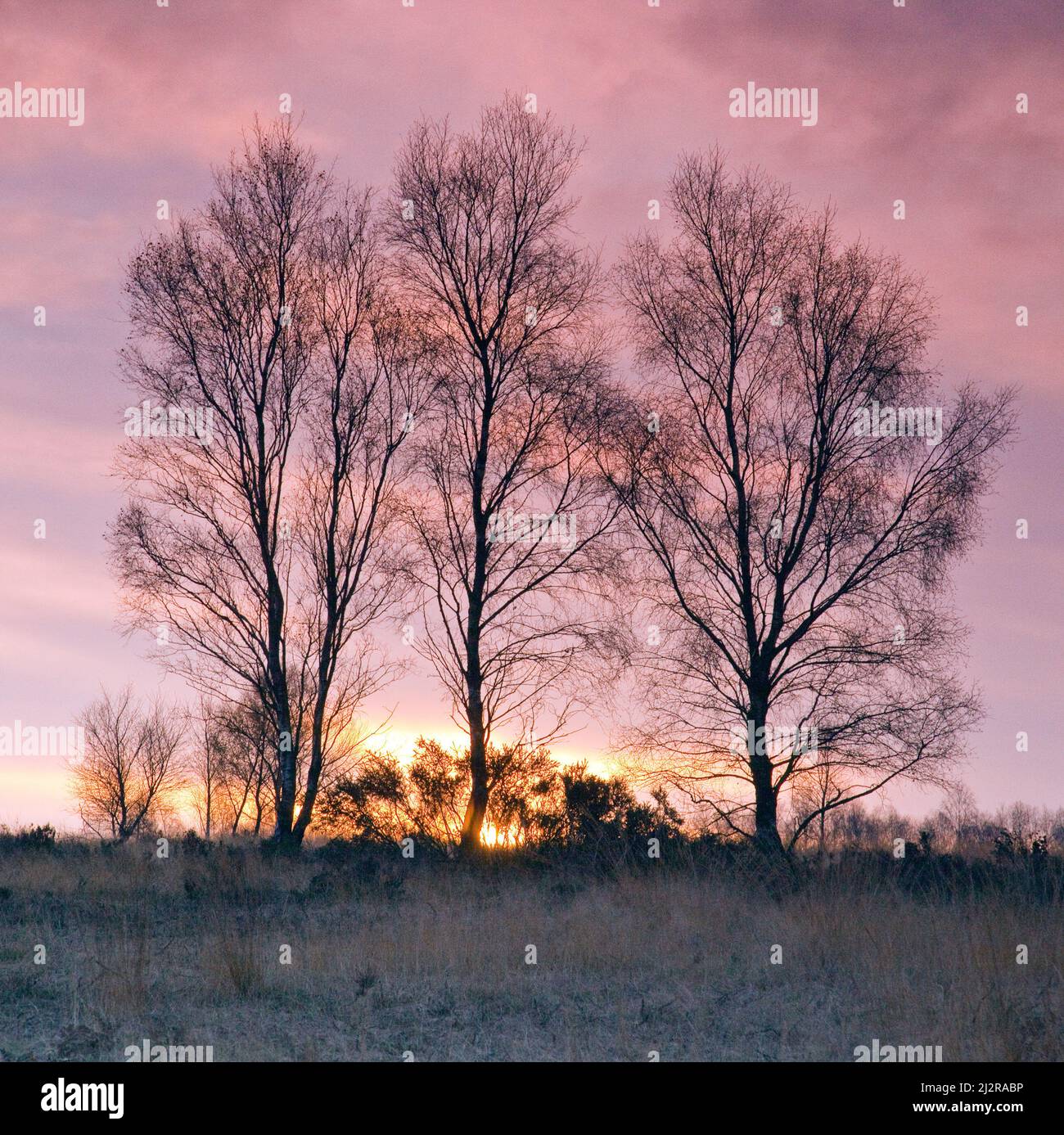Sunset Silhouette ein Trio von Silberbirkenbäumen im Spätherbst im Cannock Chase Country Park AONB (Gebiet von außergewöhnlicher natürlicher Schönheit) in Staffordshire Stockfoto