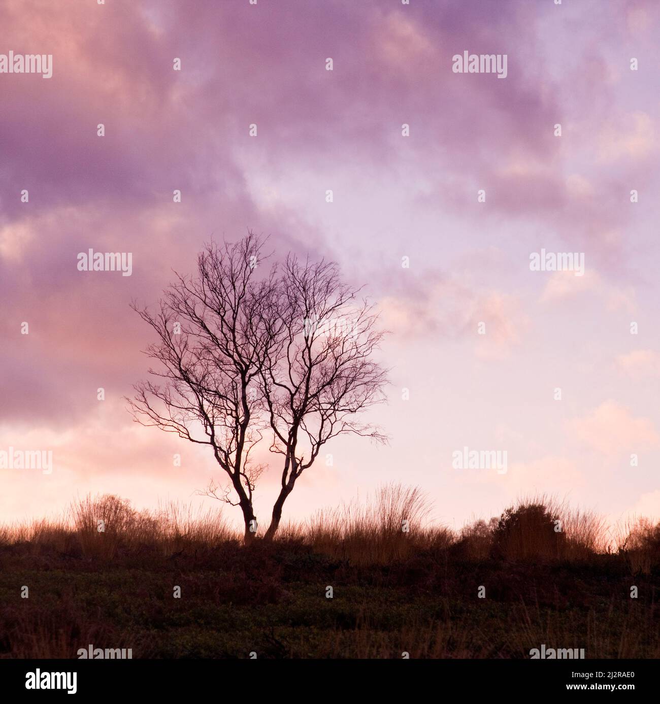 Kräftiges Licht am späten Nachmittag im Winter auf dem Cannock Chase Country Park AONB (Gebiet von außergewöhnlicher natürlicher Schönheit) in Staffordshire England Stockfoto