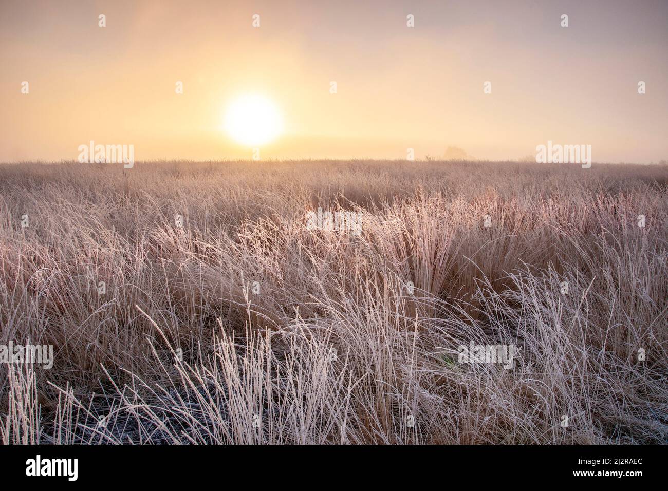 Sonnenaufgang gedämpftes Licht durch Nebel und Nebel im Winter im Cannock Chase Country Park AONB (Gebiet von außergewöhnlicher natürlicher Schönheit) in Staffordshire Stockfoto