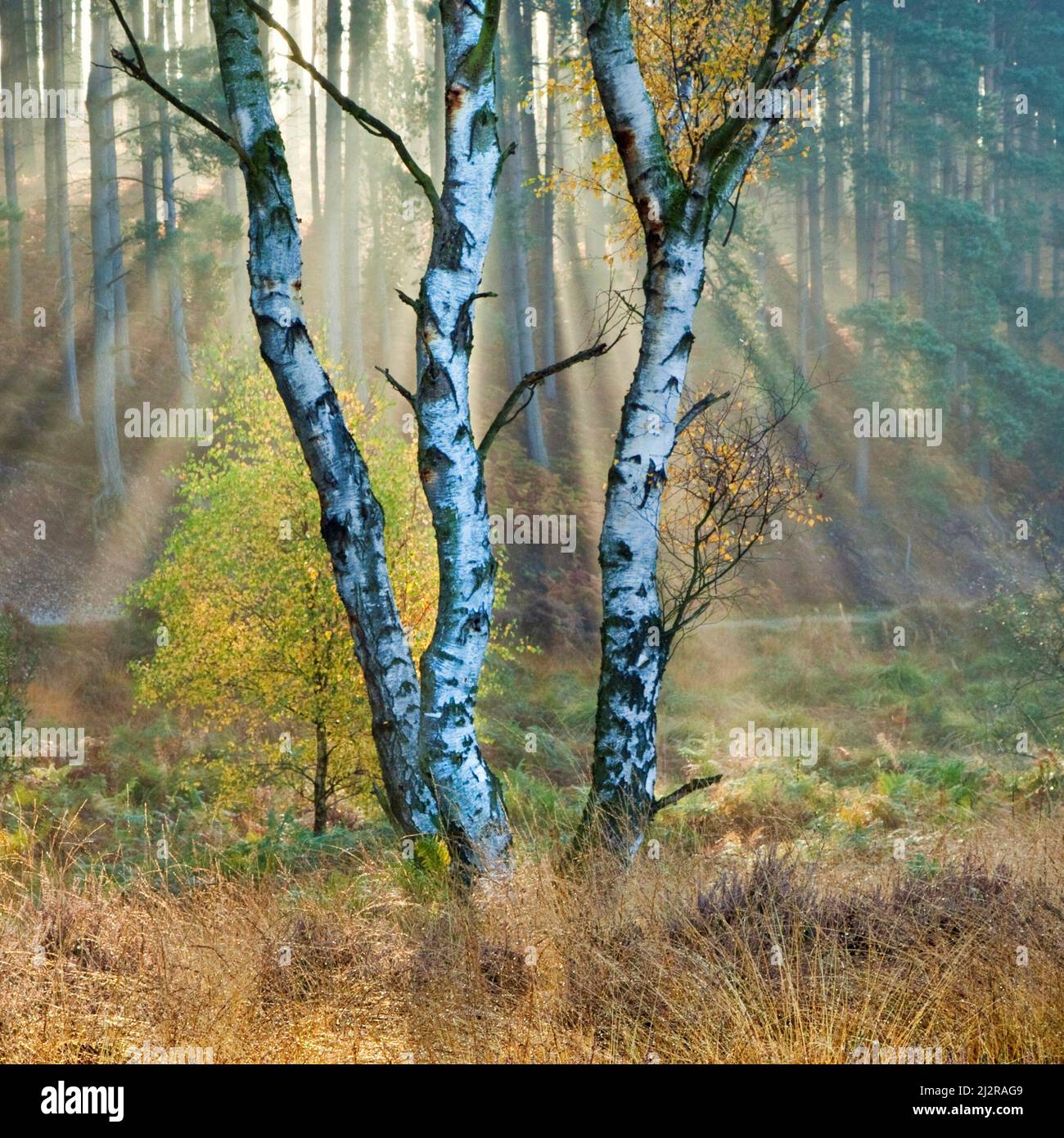 Am frühen Morgen filtern Sonnenstrahlen durch den Wald und dringen in den Nebel ein, der im Herbst im Sherbrook Valley im Cannock Chase Country Park AONB hängt Stockfoto