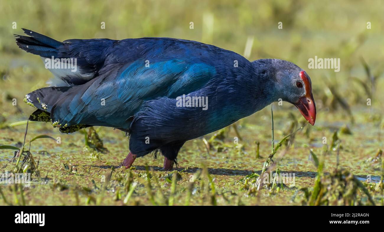 Graukopfswamphen oder Purpurmooren in einem Feuchtgebiet im Vogelschutzgebiet Bharatput Stockfoto