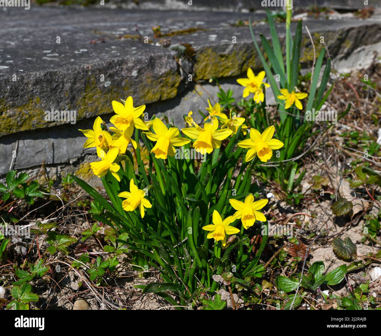 Früh blühende Narzisse. Baden Baden, Deutschland, Europa Stockfoto