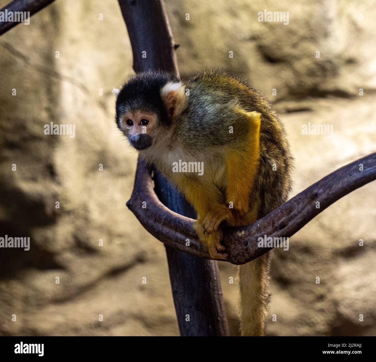 Eichhörnchen-Affe (Saimiri sciureus) Karlsruhe Zoo. Deutschland, Europa Stockfoto