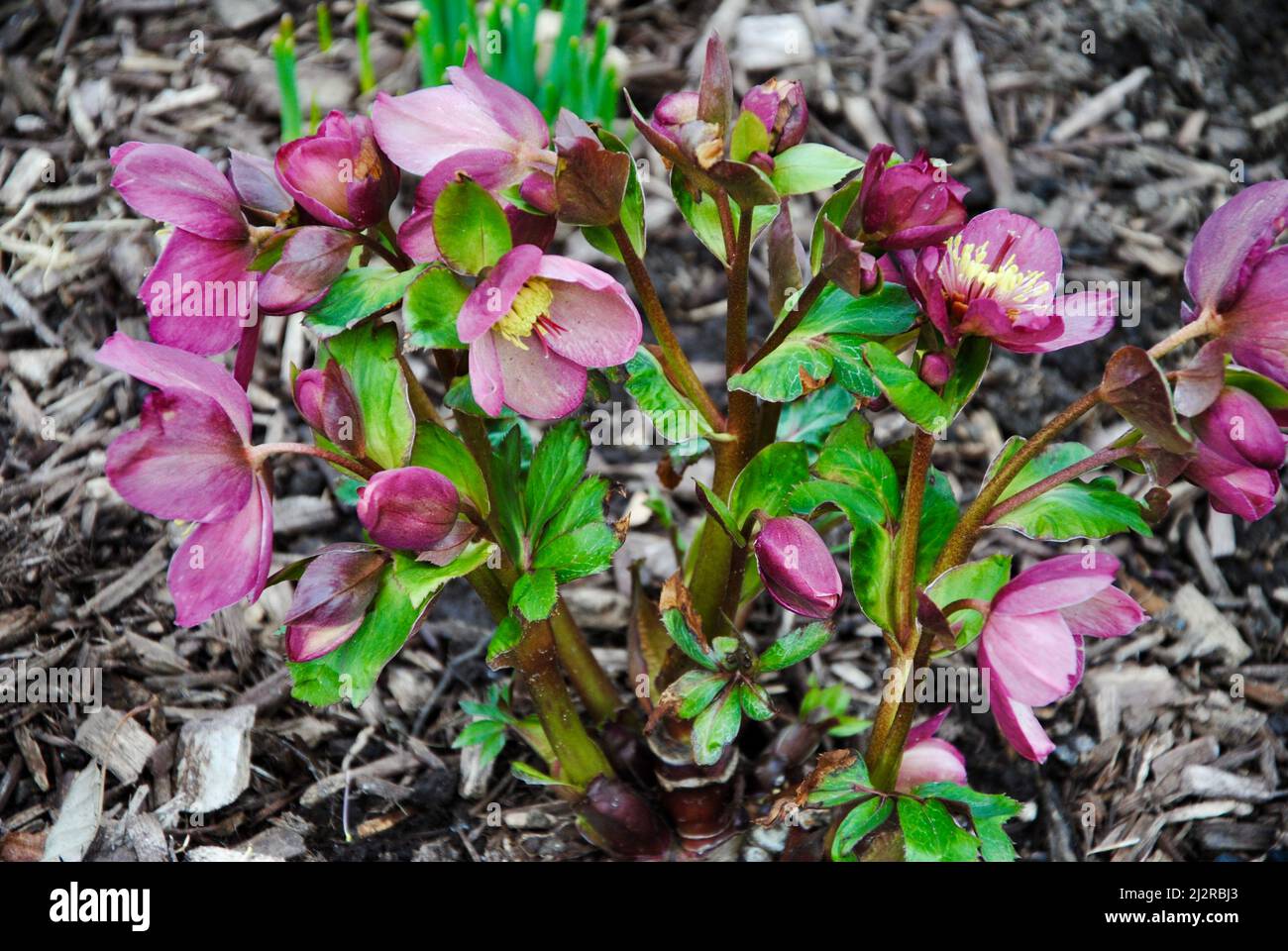 Anfang Frühling Fastenen Rose Helleborus im Nordosten von Ohio Stockfoto