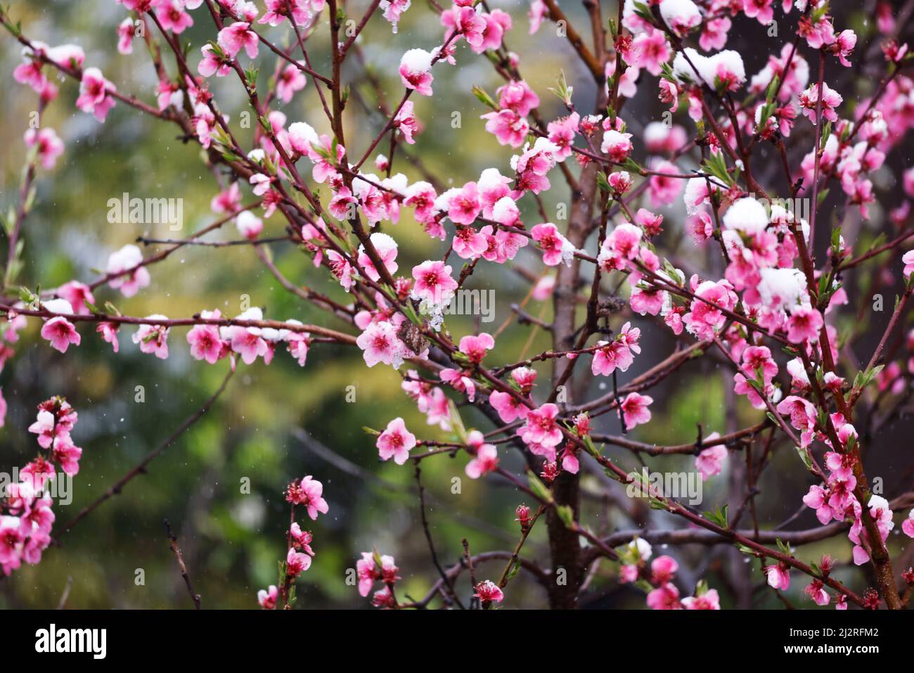 Schnee auf schönen rosa Pfirsich Blüten Stockfoto