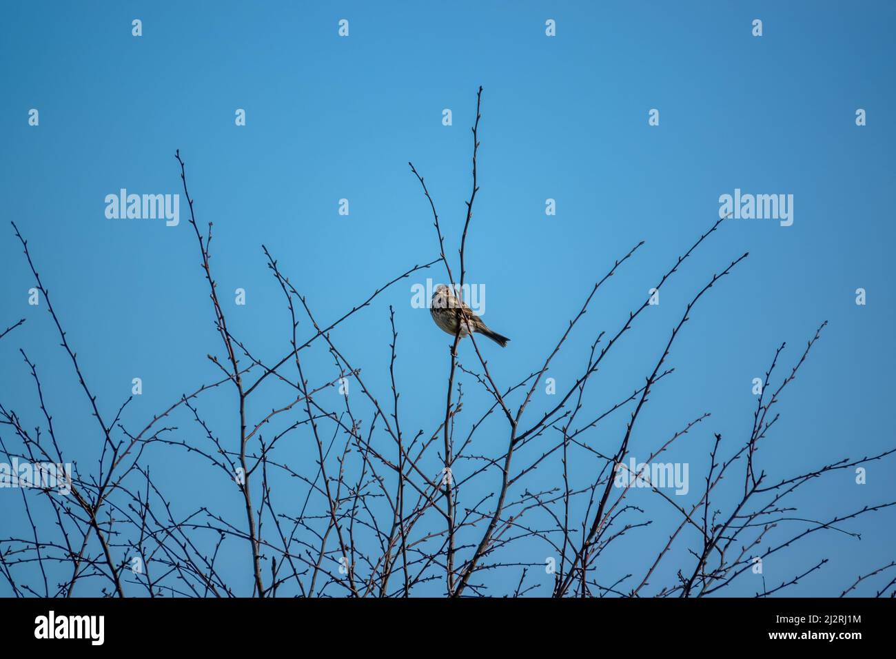 Eine Feldlerche (Alauda arvensis) saß hoch in den Winterzweigen Stockfoto