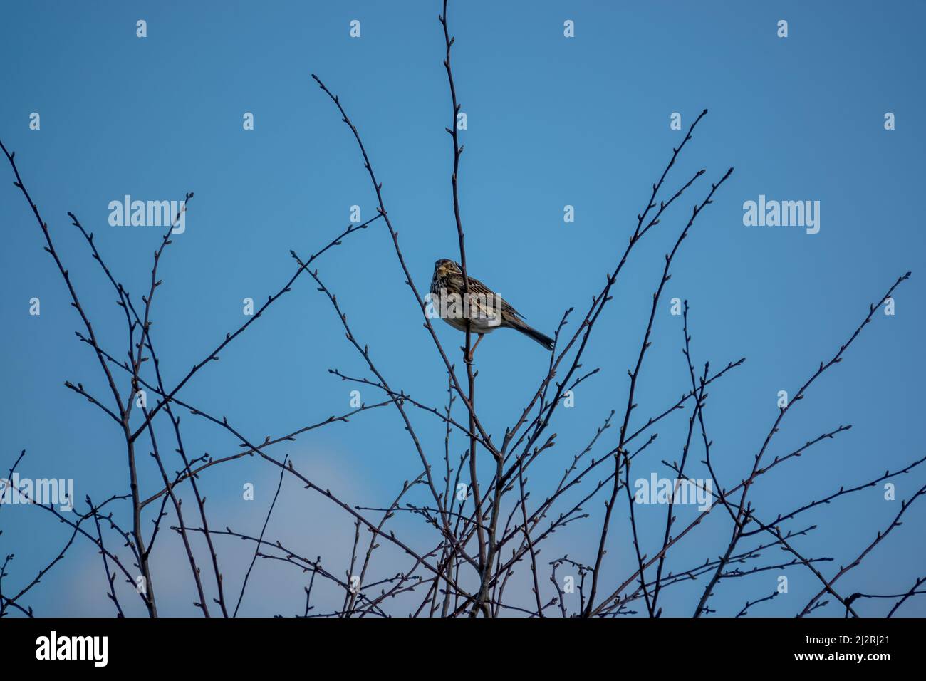 Eine Feldlerche (Alauda arvensis) saß hoch in den Winterzweigen Stockfoto