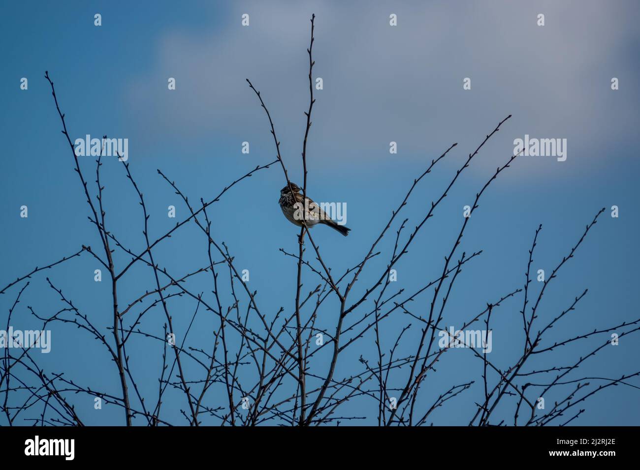 Eine Feldlerche (Alauda arvensis) saß hoch in den Winterzweigen Stockfoto