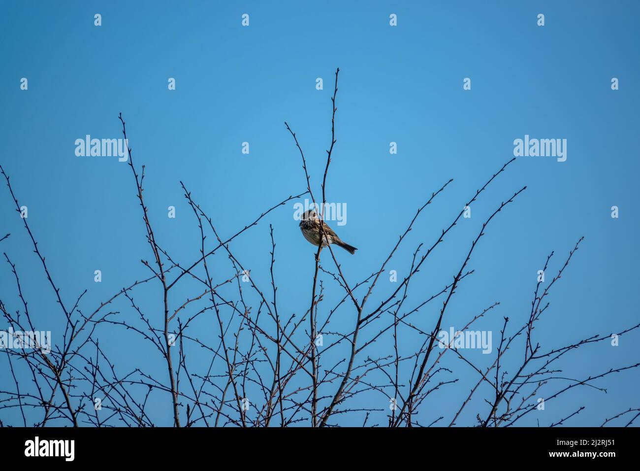 Eine Feldlerche (Alauda arvensis) saß hoch in den Winterzweigen Stockfoto