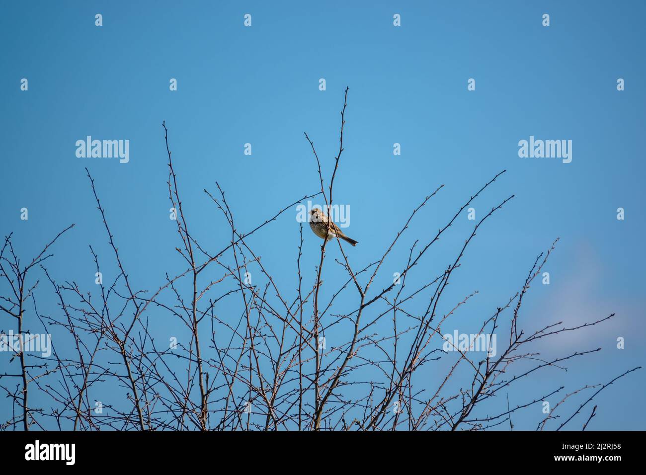 Eine Feldlerche (Alauda arvensis) saß hoch in den Winterzweigen Stockfoto