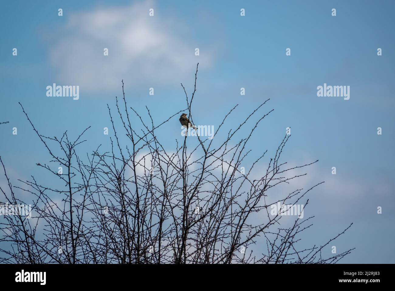 Eine Feldlerche (Alauda arvensis) saß hoch in den Winterzweigen Stockfoto