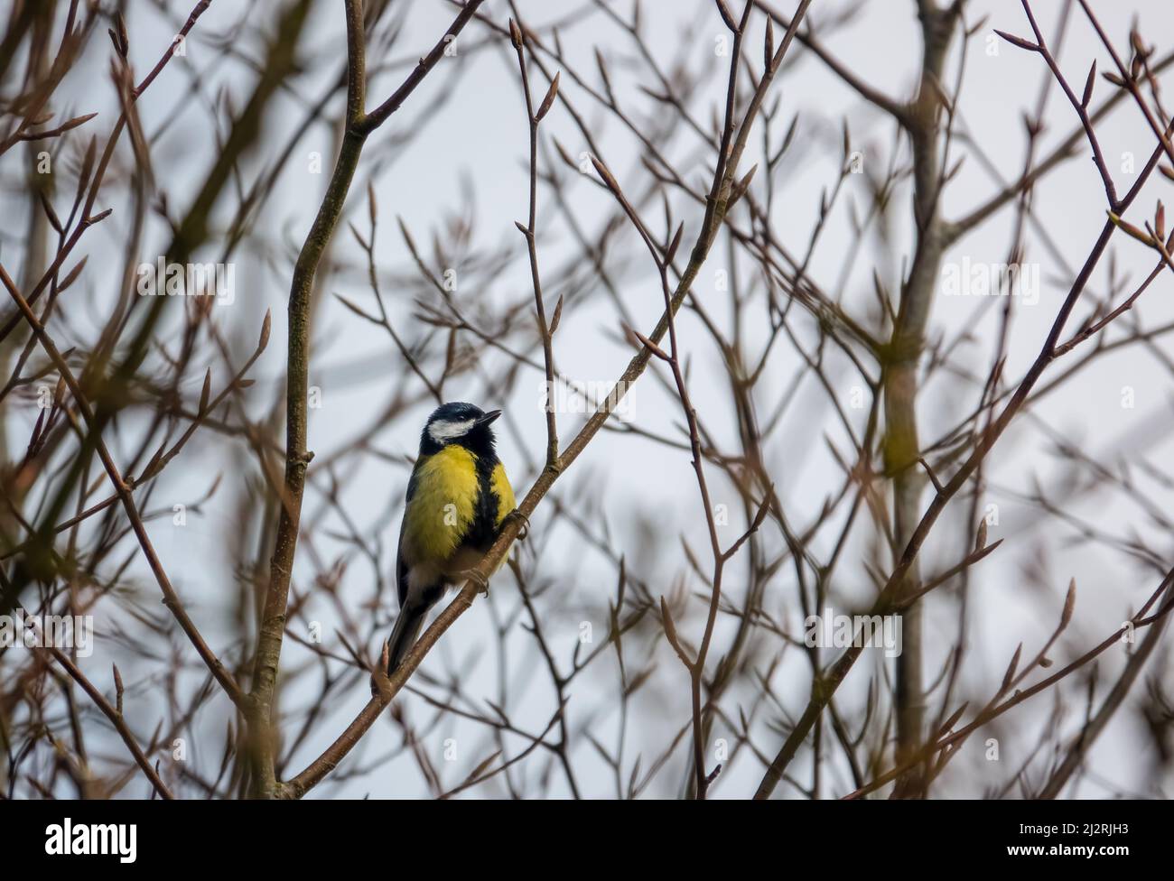 Eine Feldlerche (Alauda arvensis) saß hoch in den Winterzweigen Stockfoto