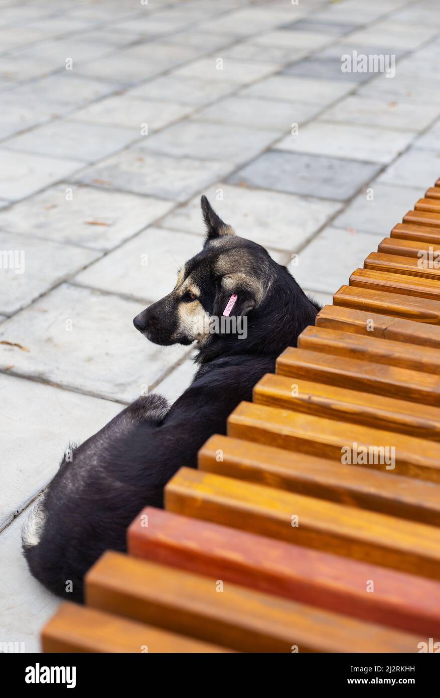 Ein streunender Hund liegt auf dem Bürgersteig in der Nähe der Bank und schläft an einem Sommertag im Park Stockfoto