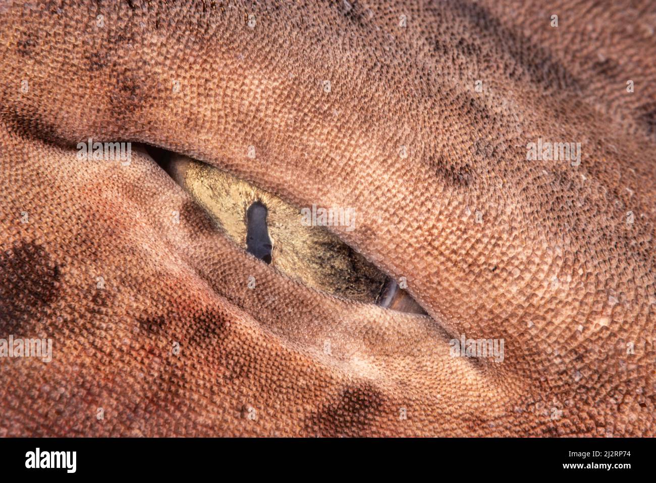 Dieser Schwallhai, Ciphaloscyllium sp? Wurde aus 600 Fuß Höhe in einer Falle, die nautilus gefangen nehmen sollte, aufgezogen. Indonesien. Stockfoto