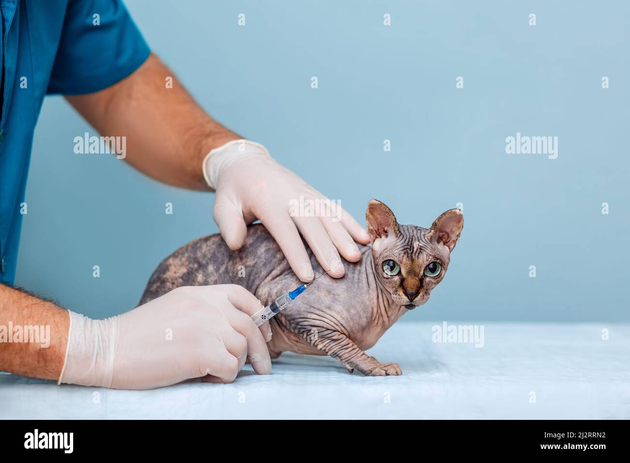 Tierarzt für Katzenimpfung in einer Tierklinik. Zugeschnittenes Bild eines Mannes, der eine Sphinx-Katze hält Stockfoto