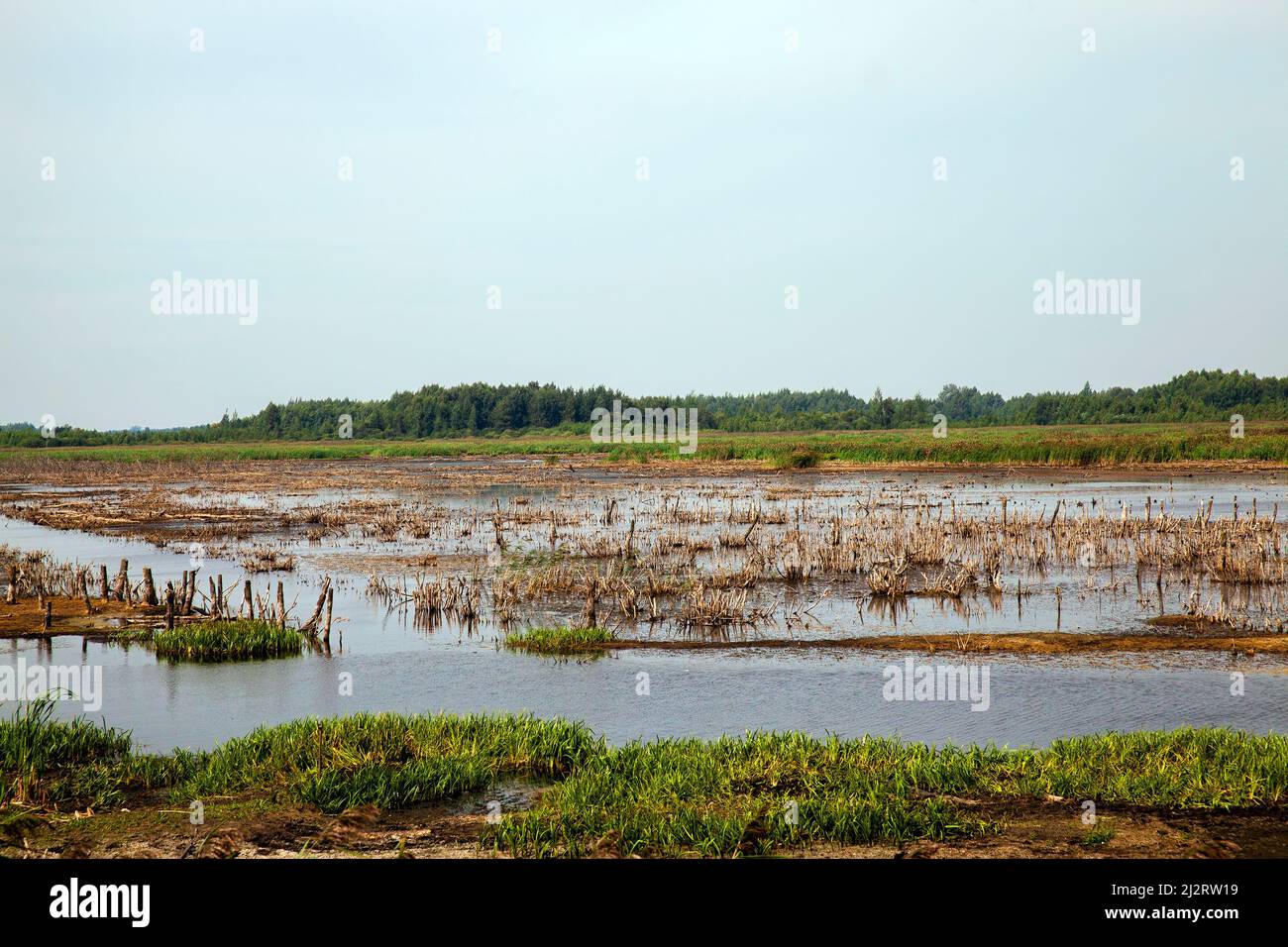 Ein Sumpf überflutet mit Wasser mit unterschiedlicher Vegetation, Natur mit verschiedenen Arten von Vegetation in einem kleinen Sumpf Stockfoto