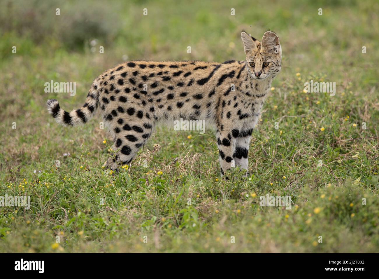 Wunderschönes Serval, Tansania Stockfoto