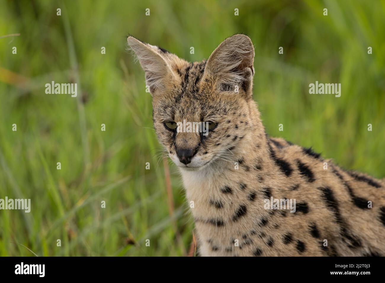 Wunderschönes Serval, Tansania Stockfoto