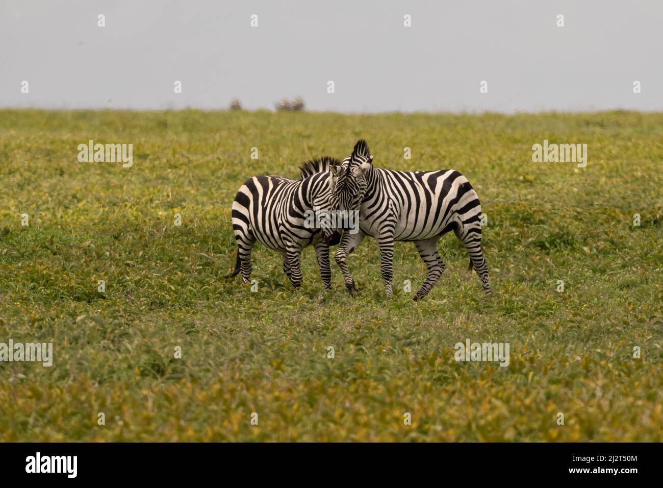 Männliche Zebras Kämpfen, Tansania Stockfoto