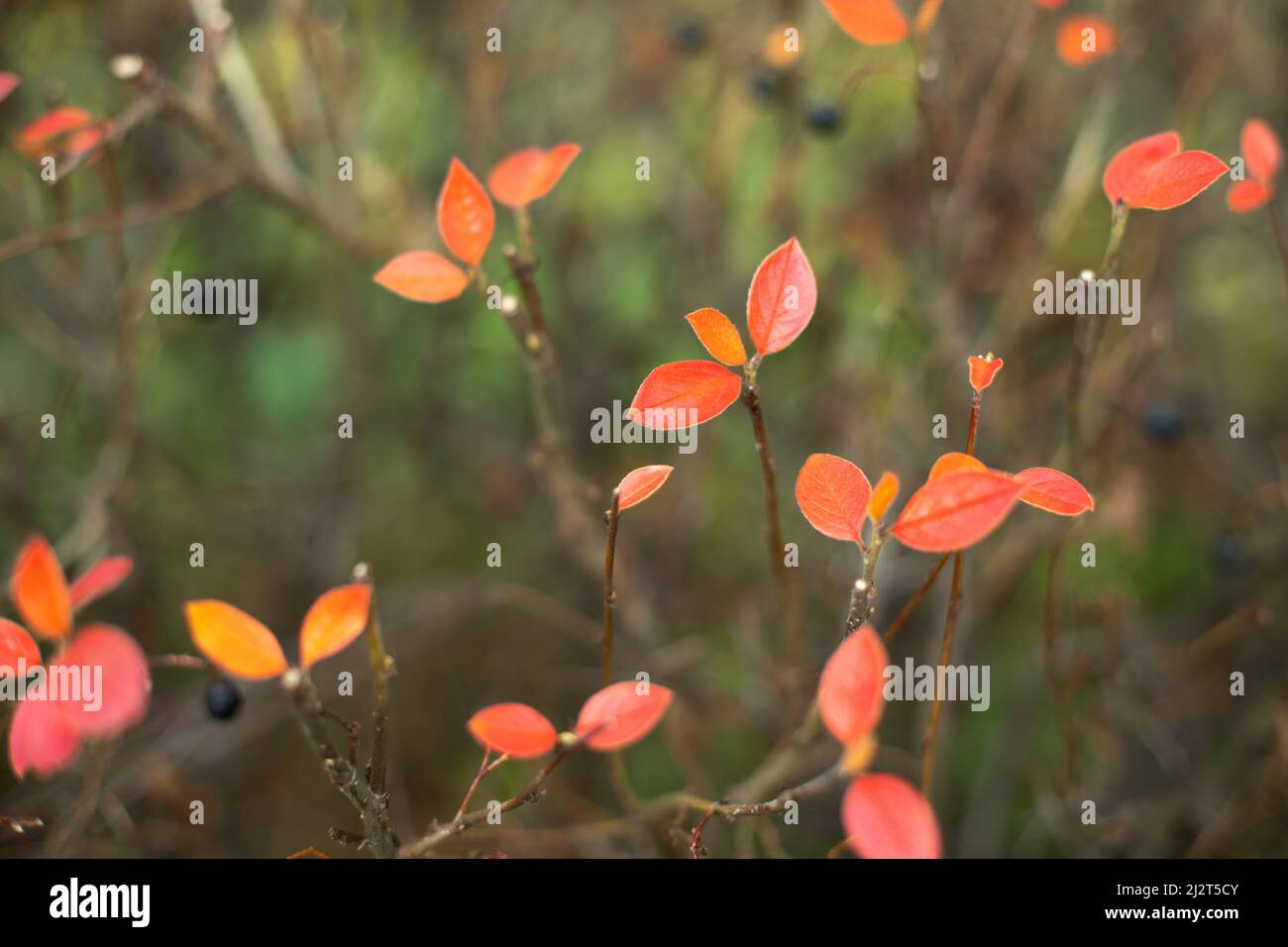 Orangefarbene Blätter im Herbst. Pflanze mit kleinen Blättern. Ruhiger natürlicher Hintergrund. Stockfoto