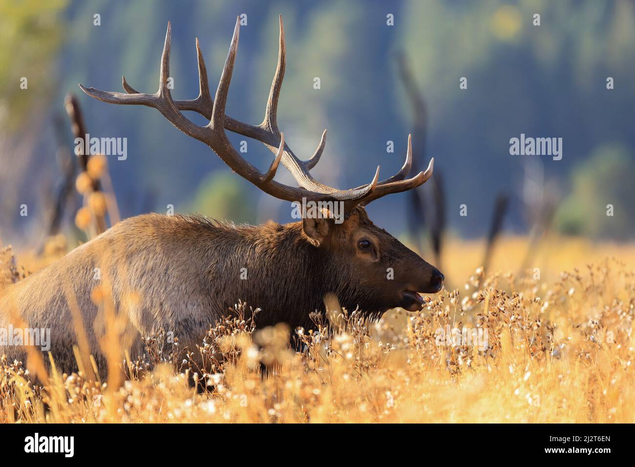 Stier Elch in Herbst Brunft Stockfoto