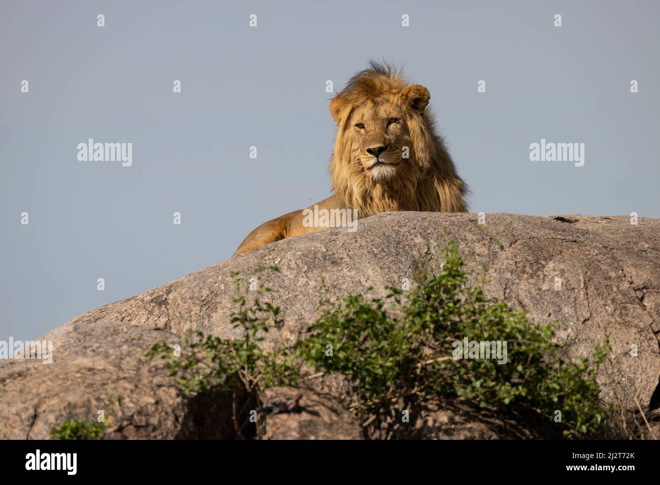 Afrikanischer Löwe, Tansania Stockfoto