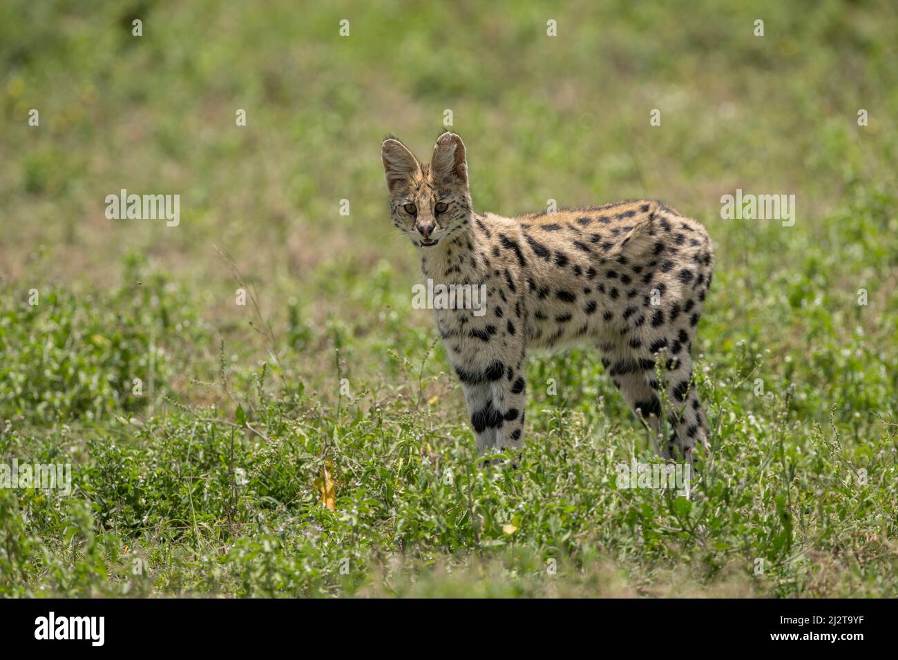 Der wunderschöne Serval, Tansania Stockfoto