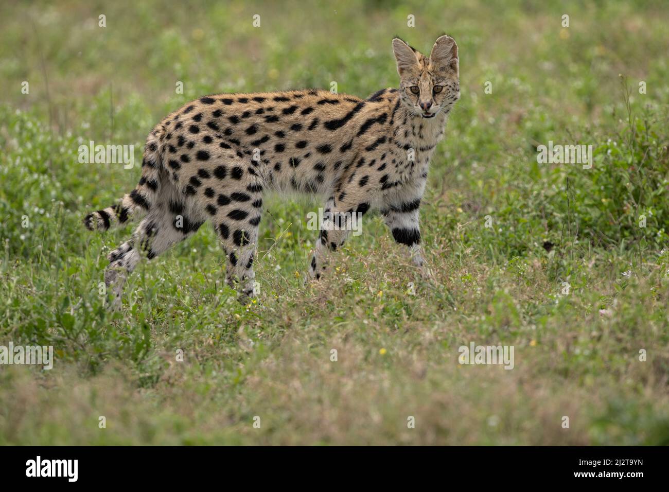 Der wunderschöne Serval, Tansania Stockfoto