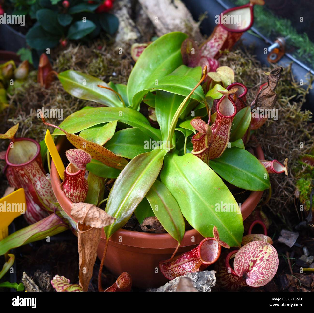 Nepenthes alata, fleischfressende Pflanze ernährt sich von Insekten Stockfoto