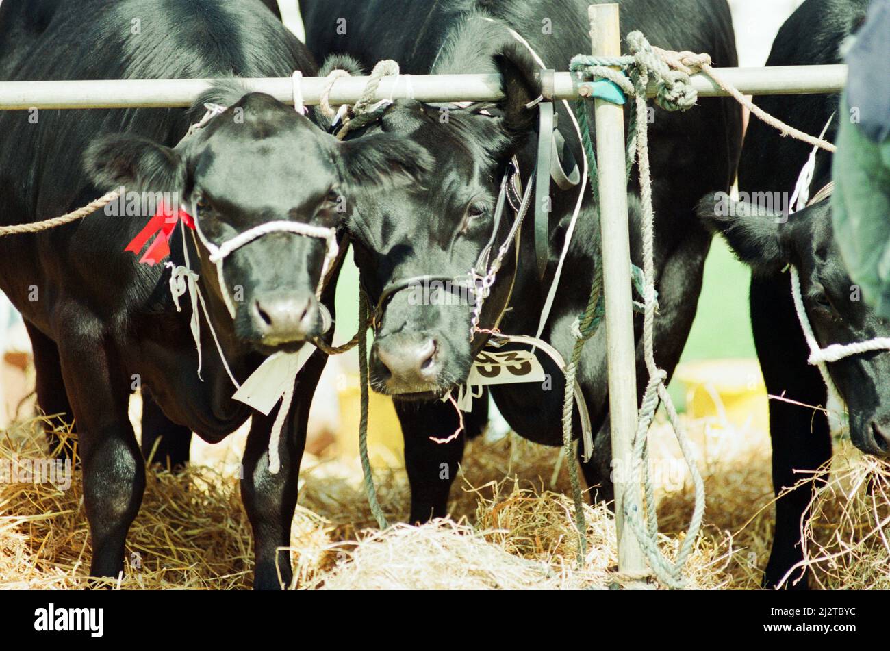 Agricultural Show Cleveland, 24.. Juli 1993. Stockfoto