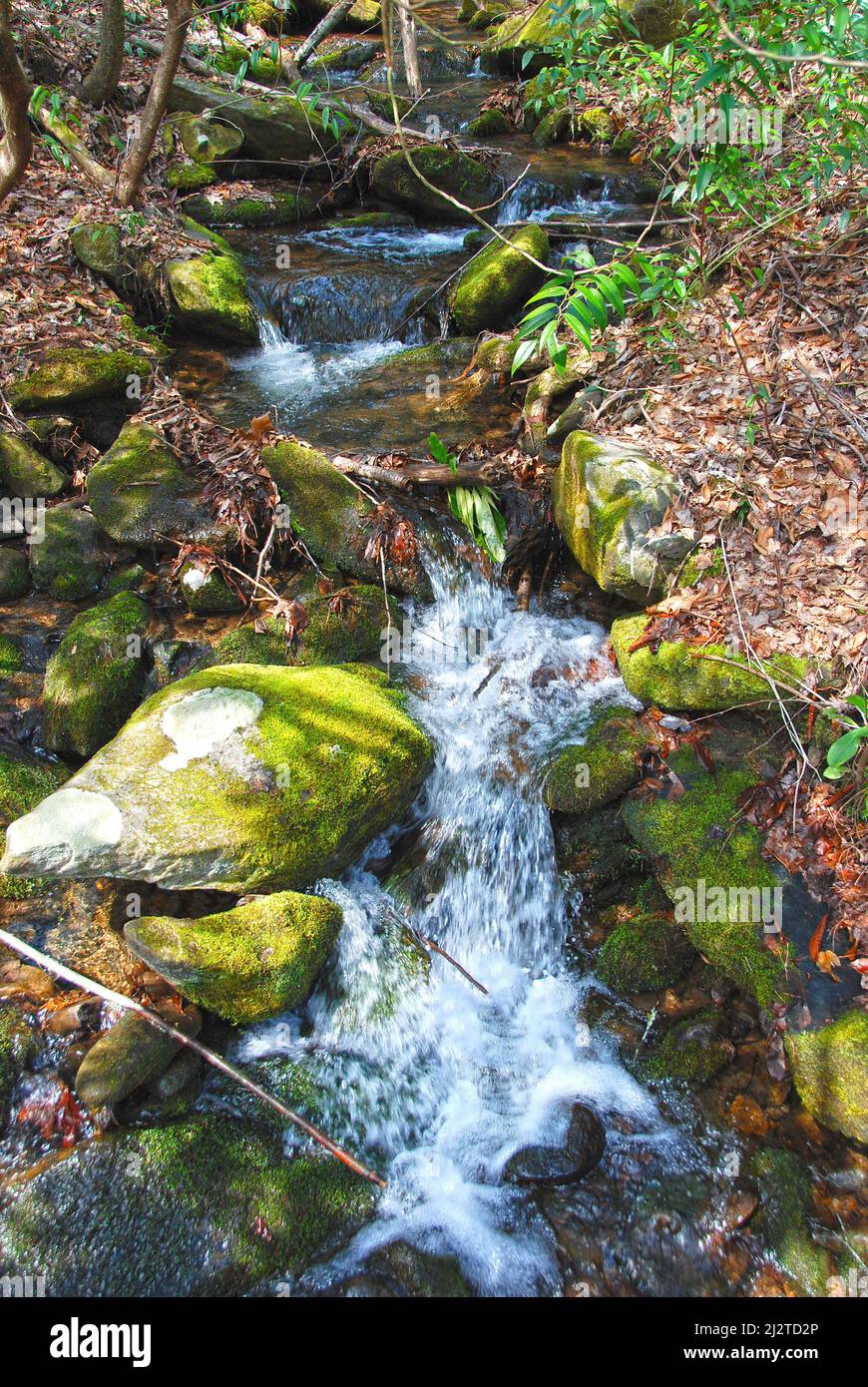 Tiny Creek in einem Bergwald in der Nähe von Noland Creek in den Great Smoky Mountains in North Carolina Stockfoto