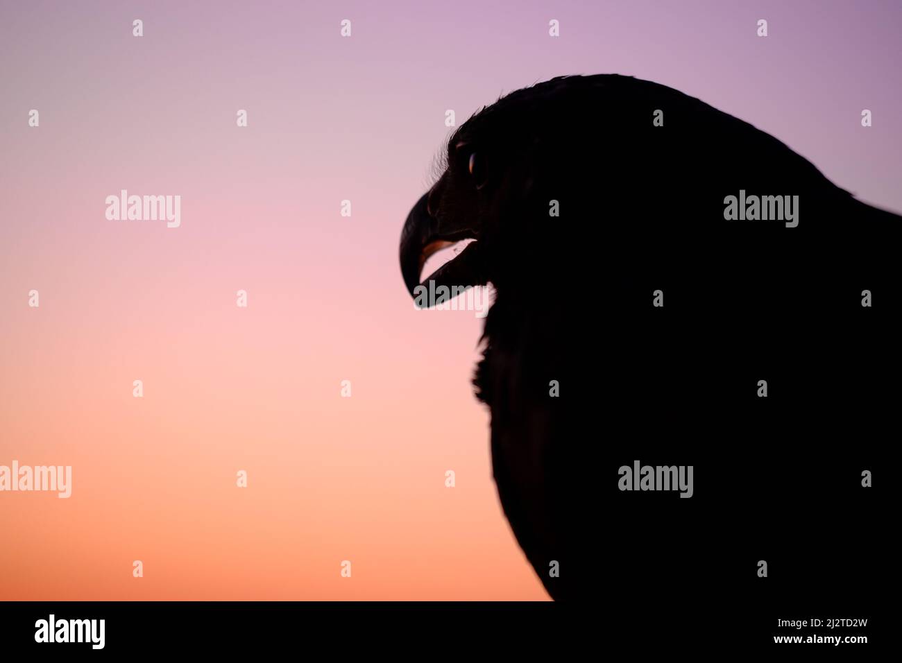 Silhouette wilder Vogel über Sonnenuntergang Himmel Bussard oder Adler Symbol der Macht, Sieg, Mut, Größe und spirituelle Hebung, tapfere Person in einer Brille Stockfoto