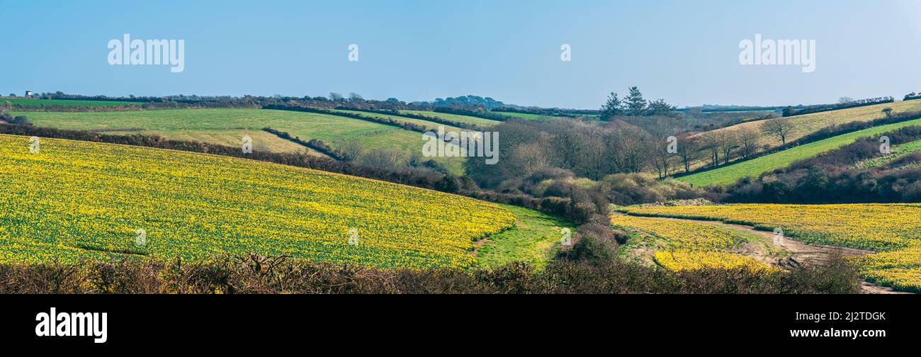 Daffodil Farm in Cornwall von einer Drohne, England Stockfoto