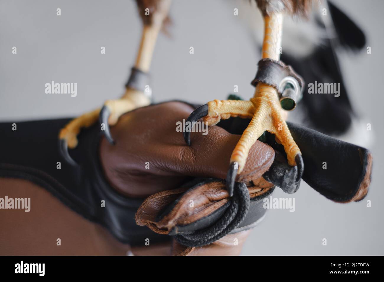 Pfoten und Krallen eines wilden Bussardvogels auf Fäustlingen aus der Nähe. Adlervogelbeine auf menschlicher Hand. Der Tamer des Raubadlers hält seinen Vogel in den Armen Stockfoto