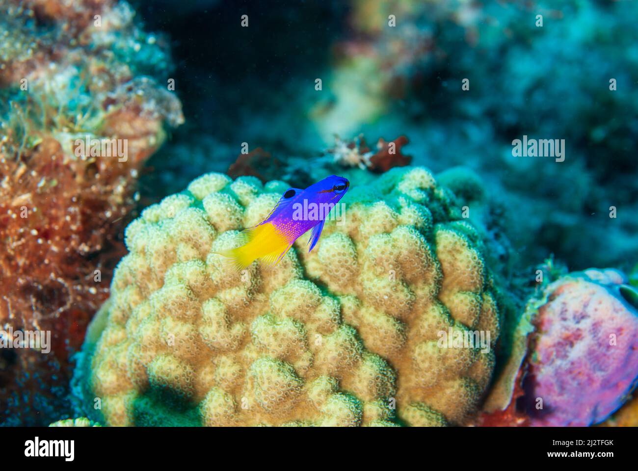 Fairy Basslet schwimmend über weißen Korallen im Bonaire Marine Park Stockfoto
