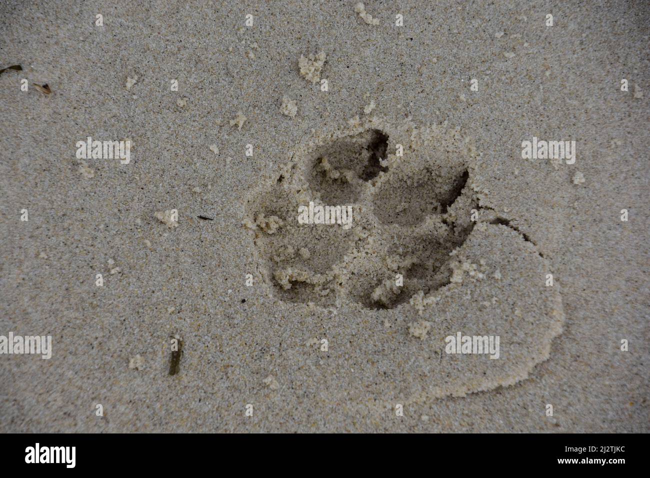 STRANDLEBEN Stockfoto