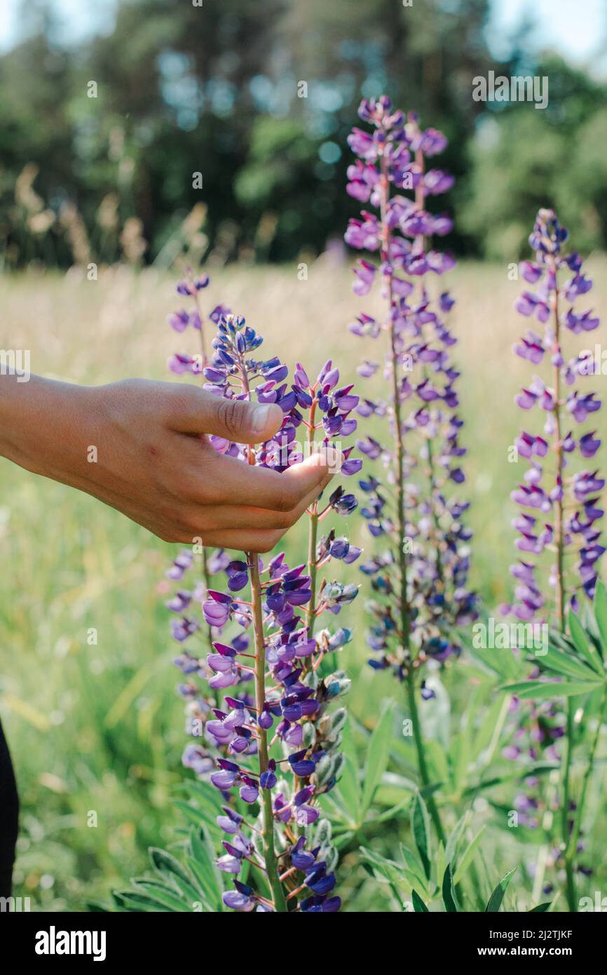 Die Hand eines jungen Mannes berührt die Blumen der Fliederlupinen Stockfoto