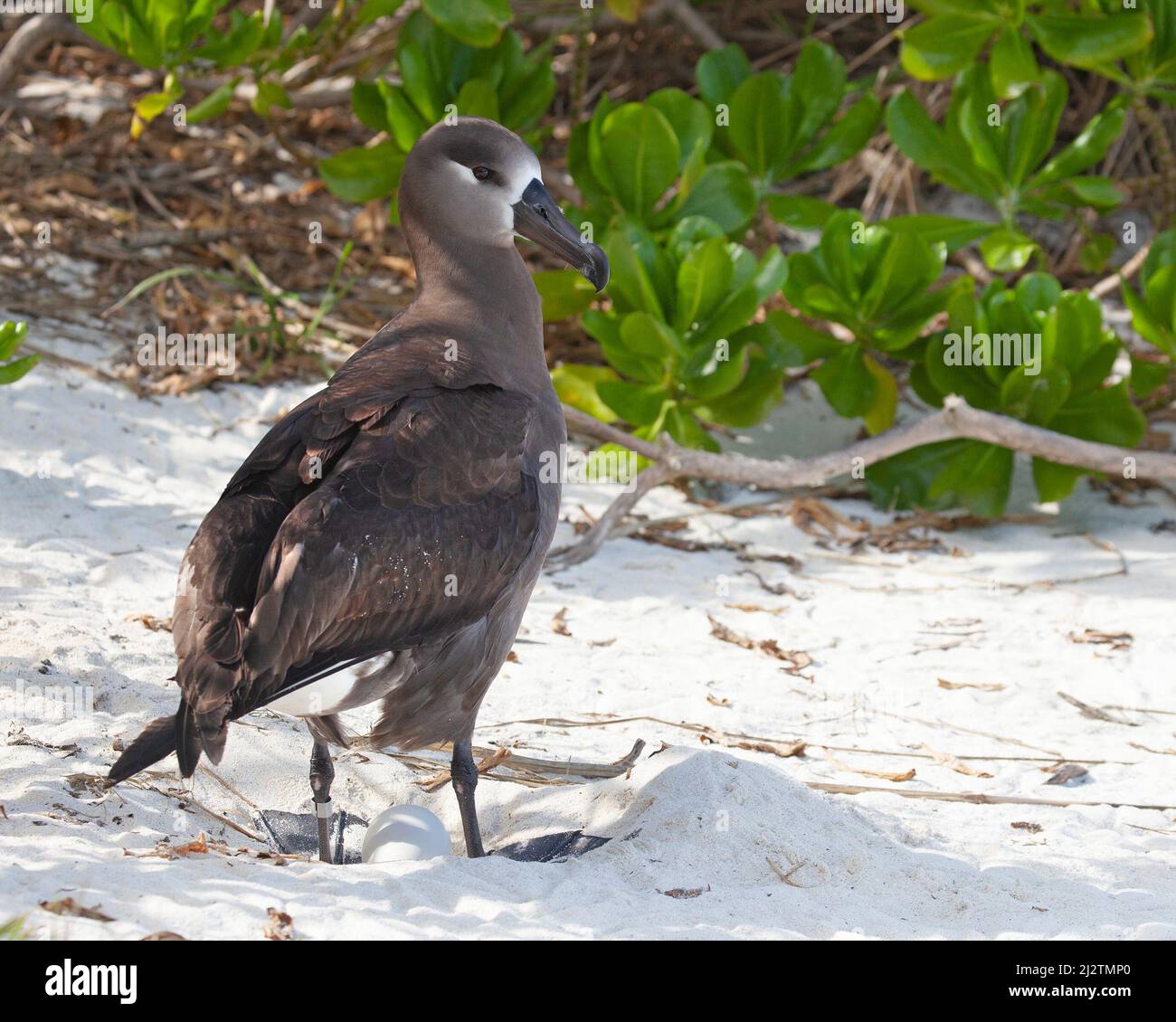 Schwarzfuß-Albatross-Vogel, der über einem Ei im Sand auf einem pazifischen Inselstrand steht. Phoebastria nigripes Stockfoto