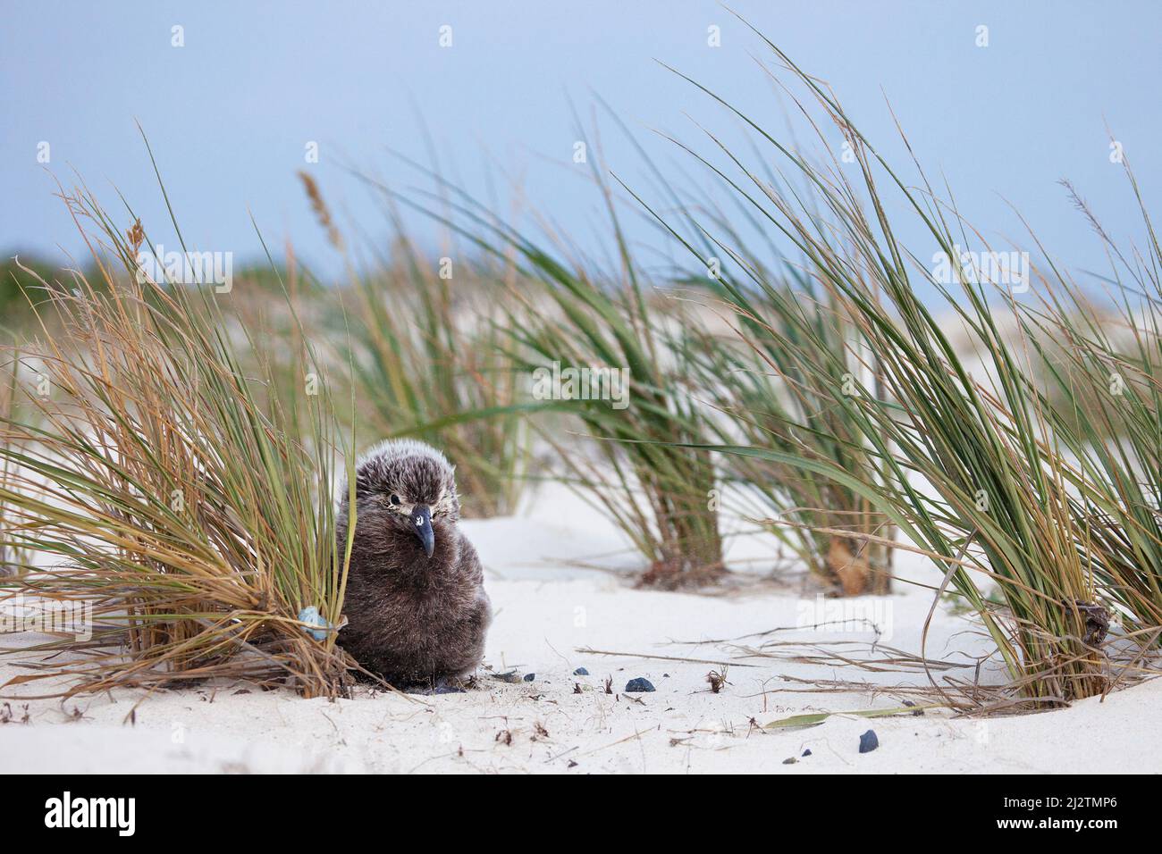 Das Küken von laysan Albatross, das sich während eines Windsturms an einer Küste der Pazifikinsel gegen eine Strauchgraspflanze (Eragrostis variabilis) kuschelt, um Schutz zu erhalten. Stockfoto