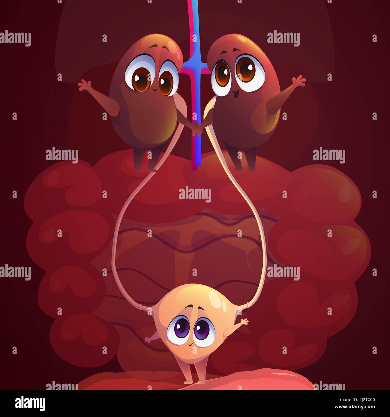 Nieren und Blase lustige Comic-Figuren. Anatomische positive Persönlichkeiten, innere Organe des menschlichen Körpers mit niedlichen lächelnden Gesichtern, die die Hände halten. Medizinische Ausbildung für Kinder, Anatomie, Vektorgrafik Stock Vektor