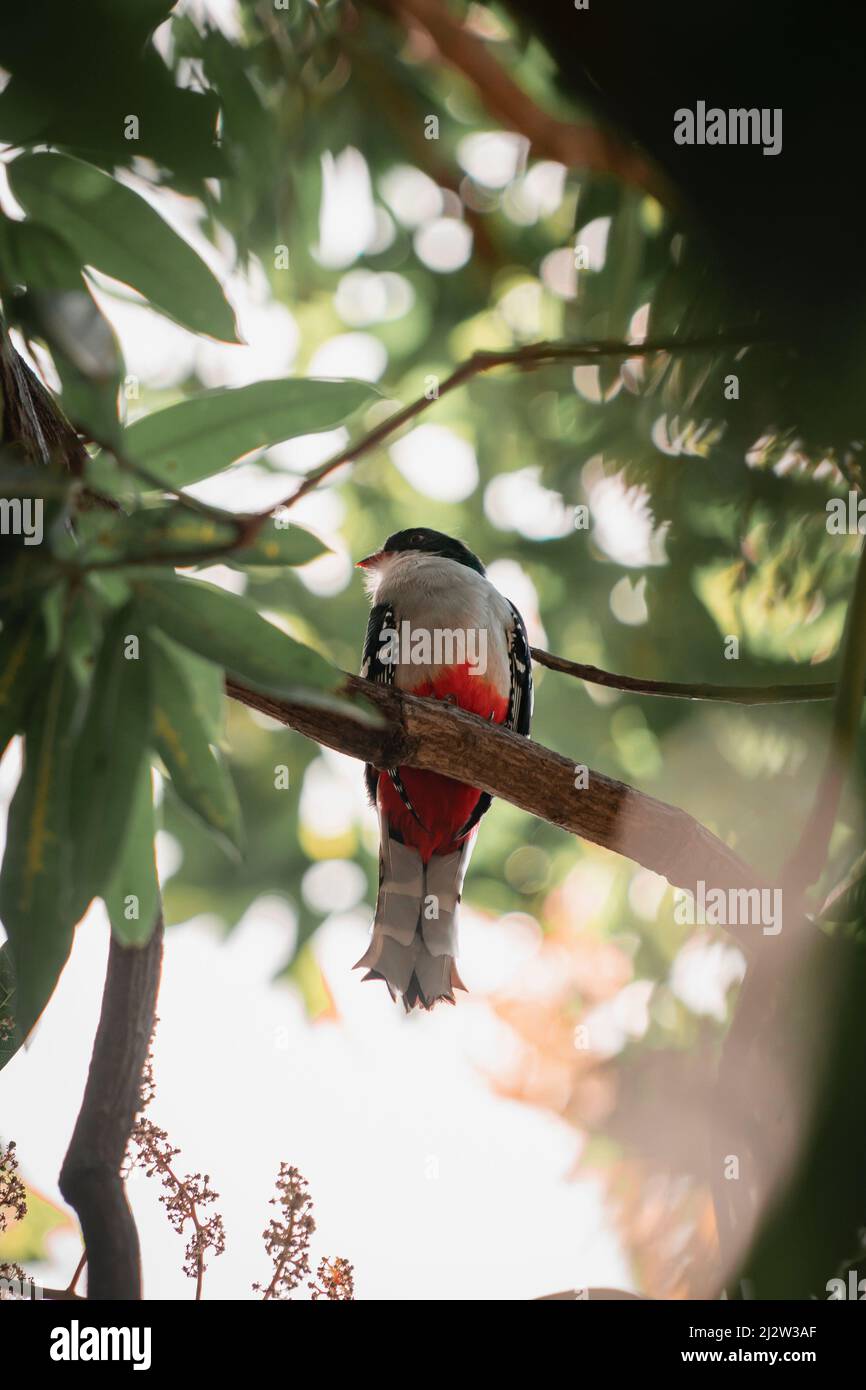 Vogel im Sonnenlicht Stockfoto