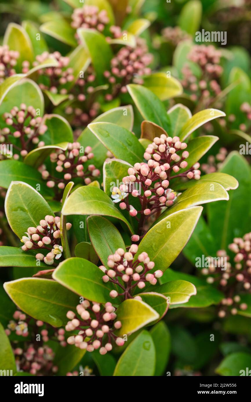 Skimmia japonica 'Rubella', Skimmia 'Rubella', Skimmia japonica reevesiana 'Rubella'. Rispen aus roten Knospen öffnen sich früh zu duftenden weißen Blüten Stockfoto