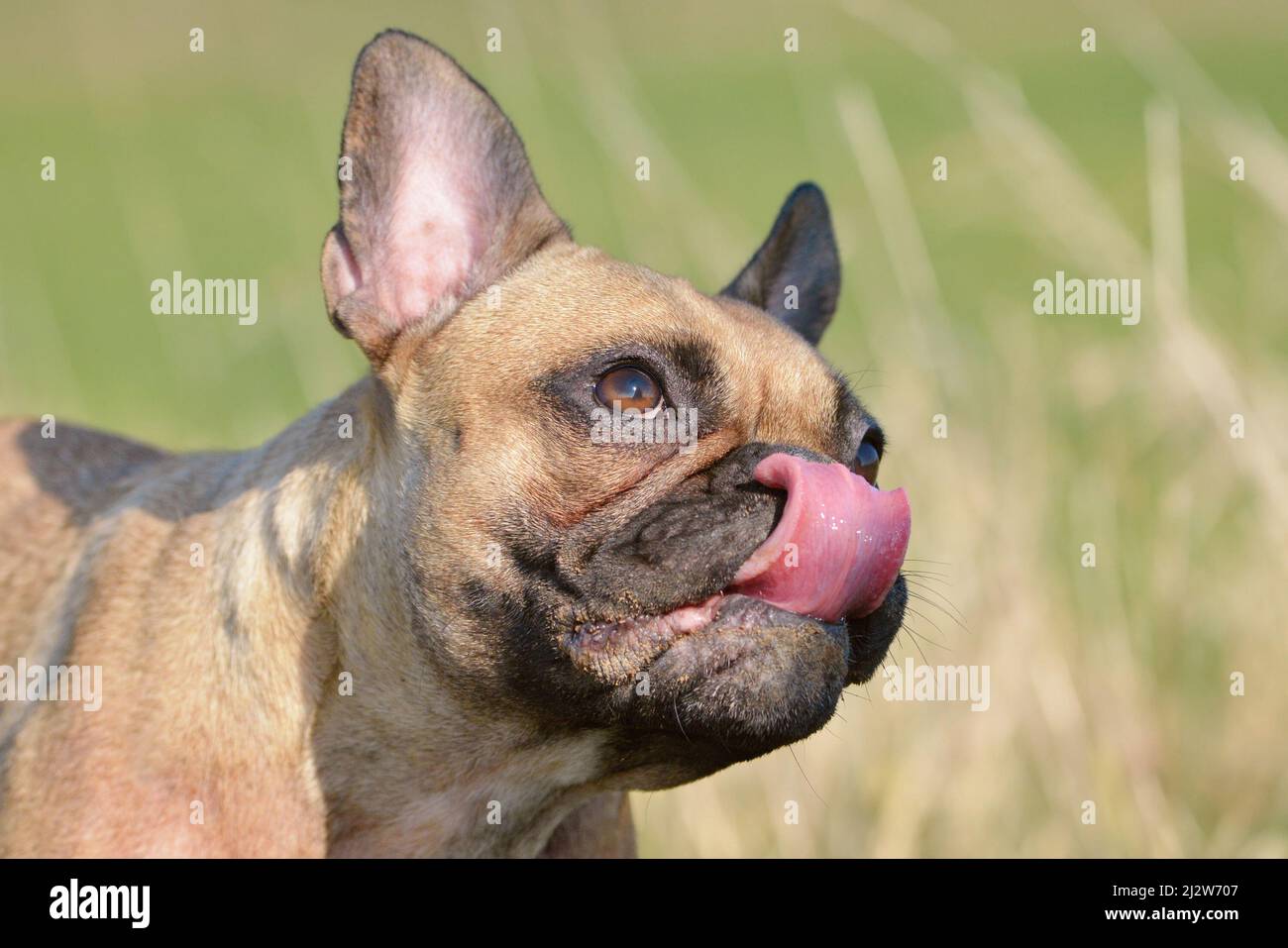 Hund leckt seine Nase, ein Zeichen von Angst oder Nervosität Stockfoto